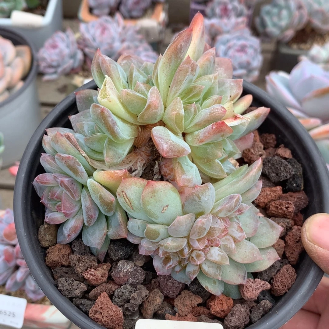 6443琥珀缀化一颗10厘米