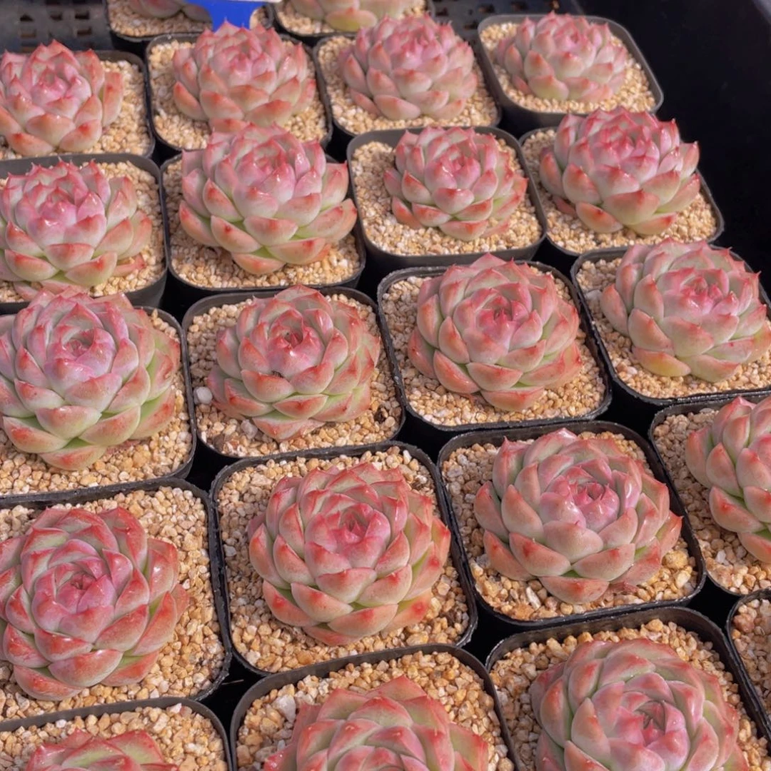 量拍65号 桃熏女王单头一个