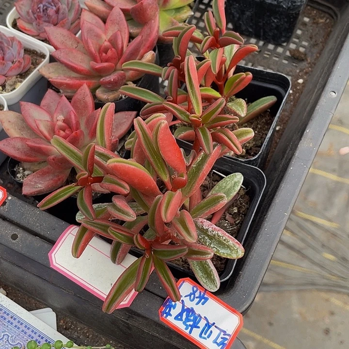 红背椒草带盆土发货