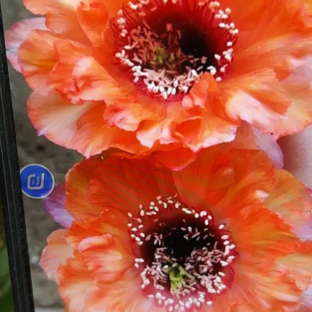 温婉彩无根侧牙20包邮42