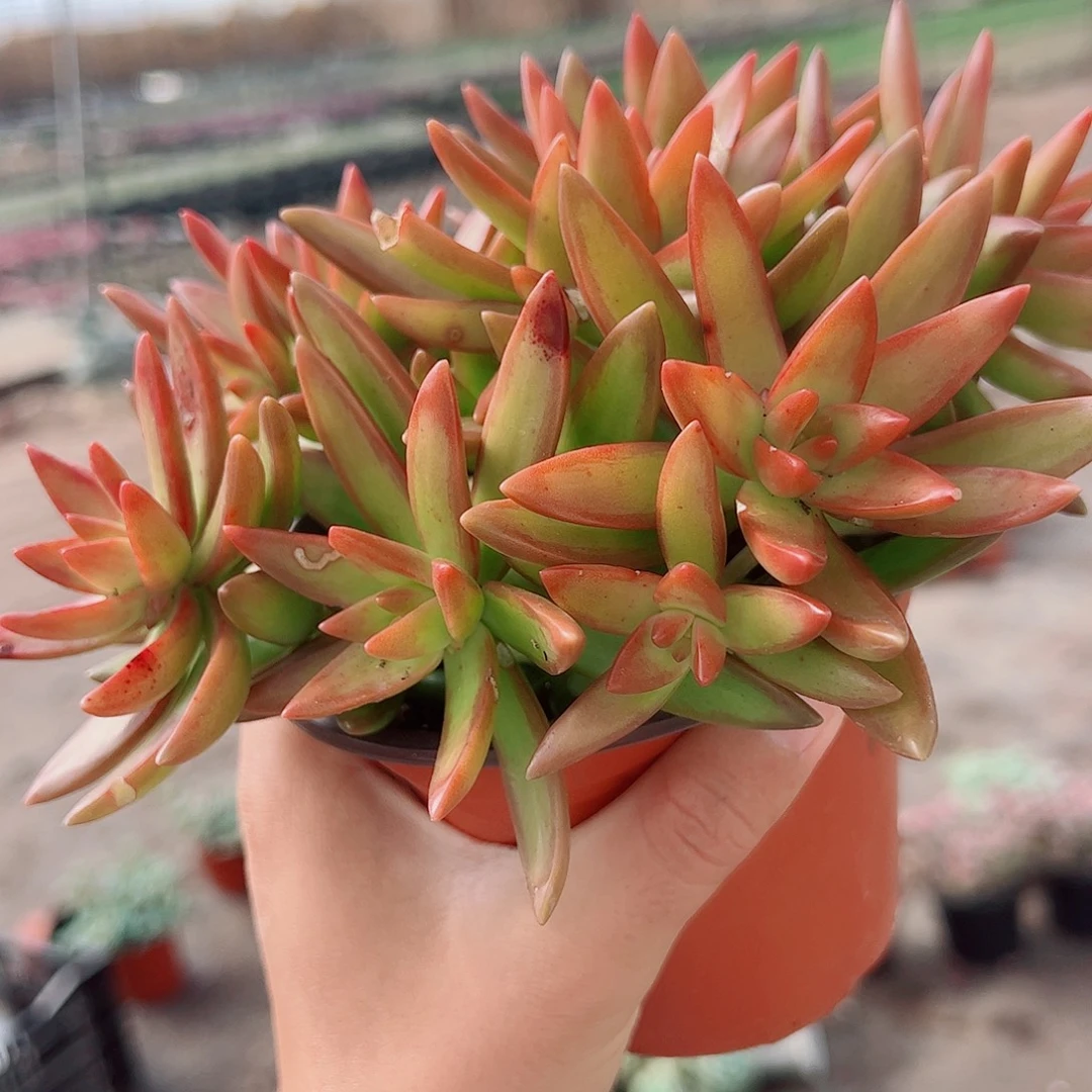 红日带盆土精品特价