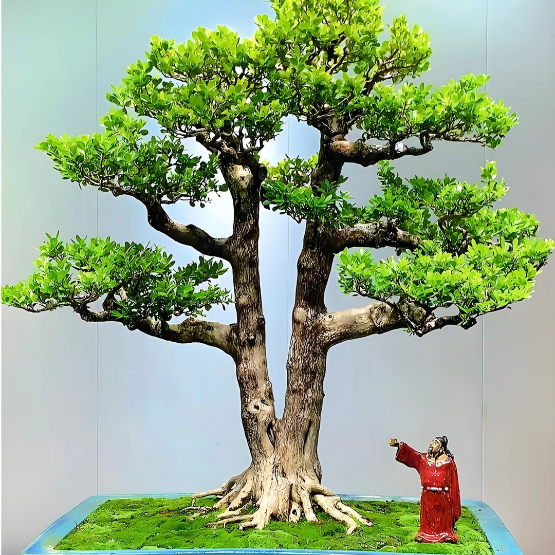 黄杨盆景庭院绿色室内外好养易活植物盆栽四季常青绿植小叶雀舌