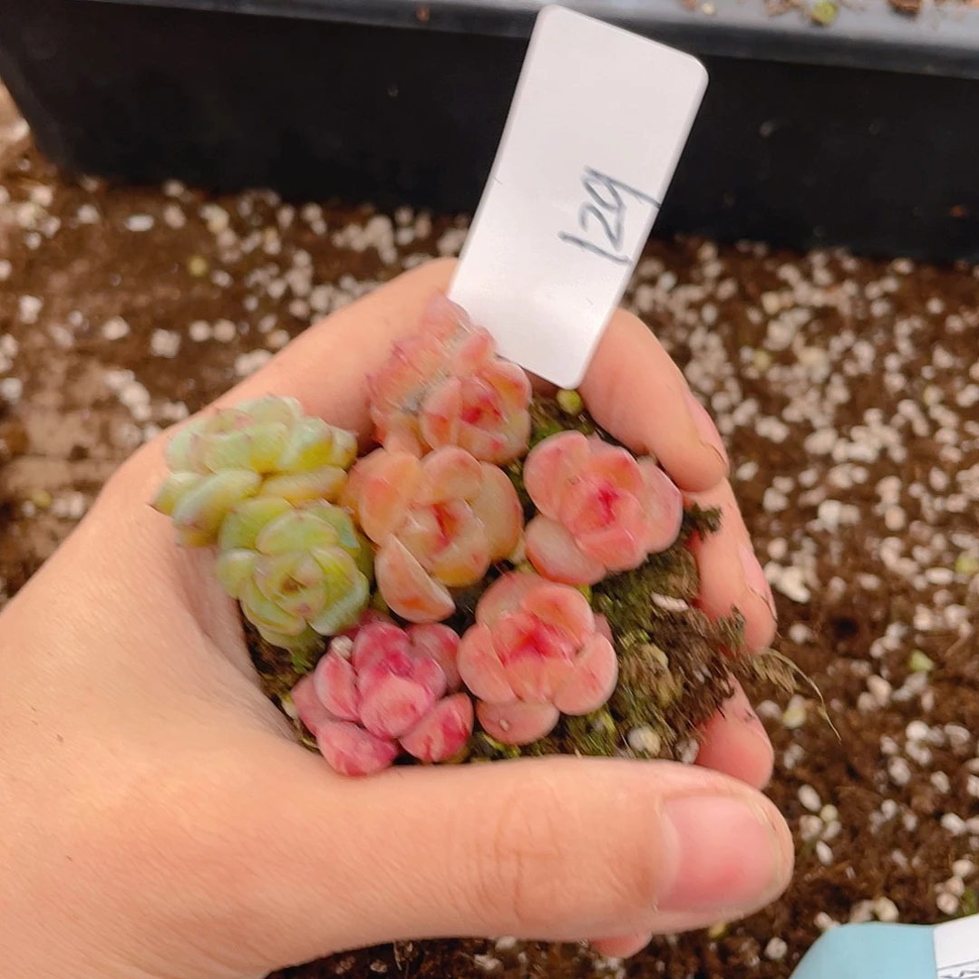 多肉植物多肉植物129