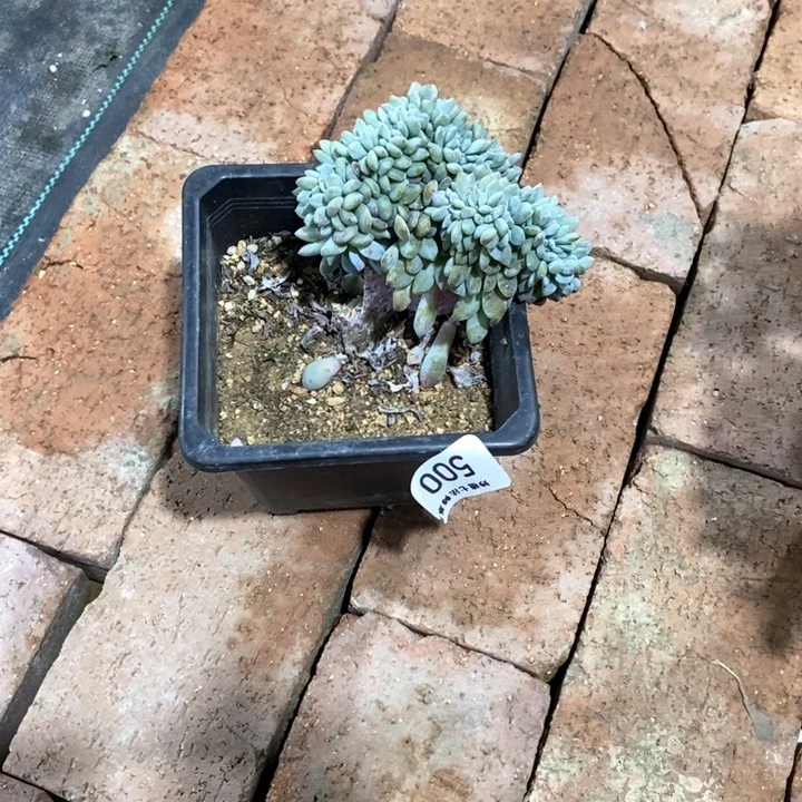 用****了多肉500。