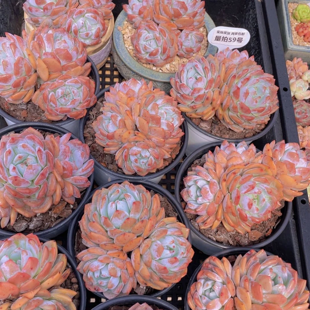 量拍59号 韩版橙梦露母本大群生一个