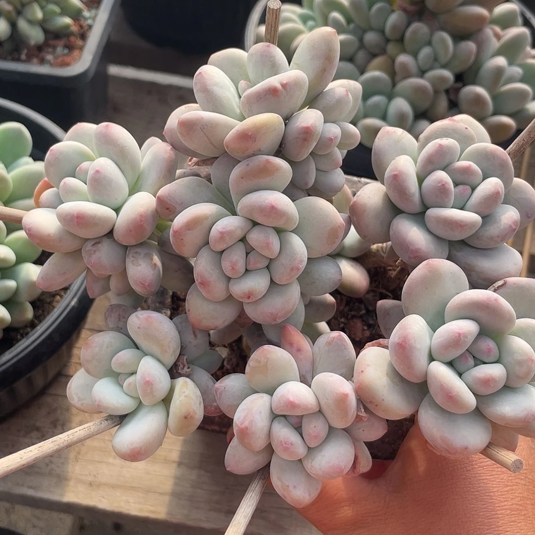 奶酪香水多肉植物822