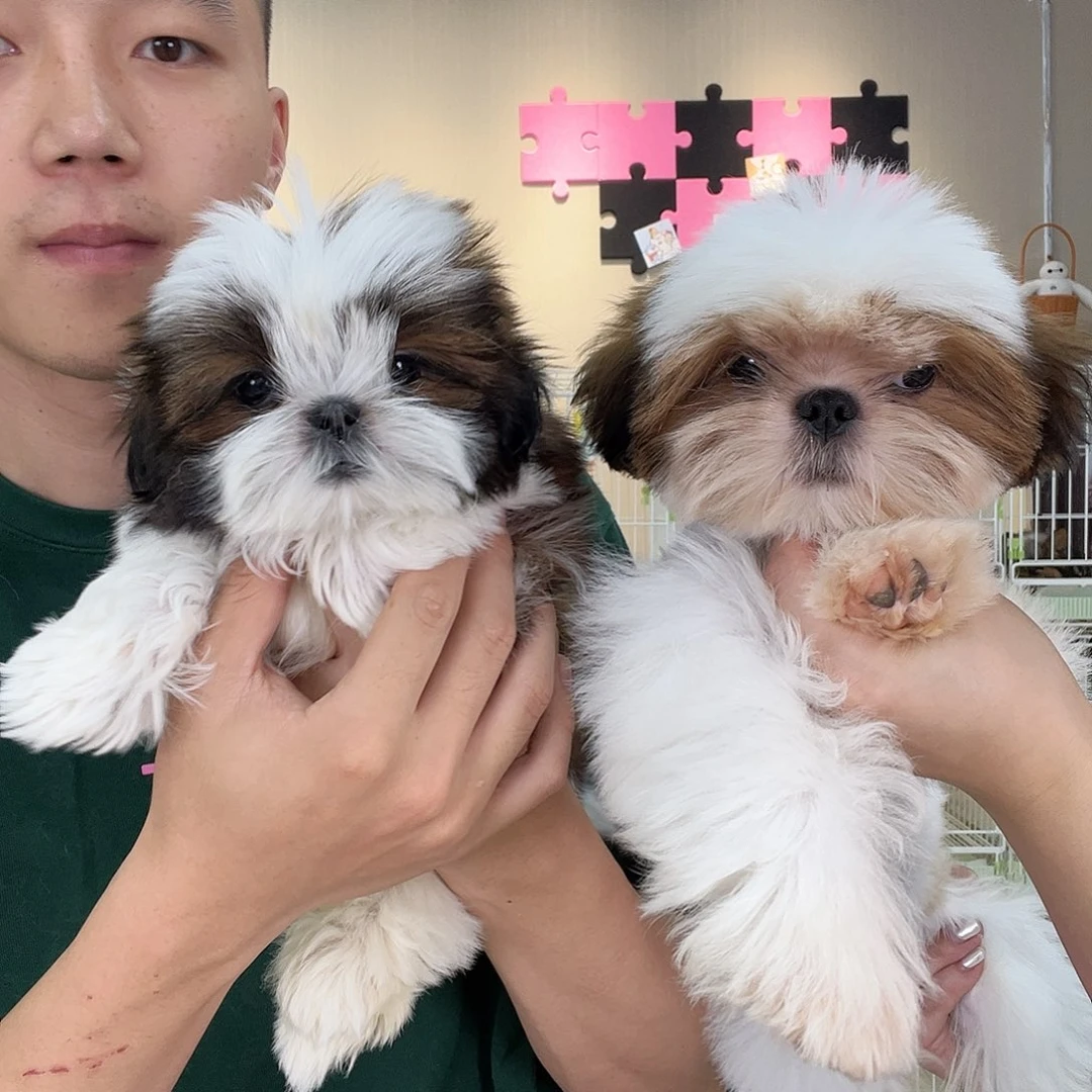 西施犬可爱小狗小齐家