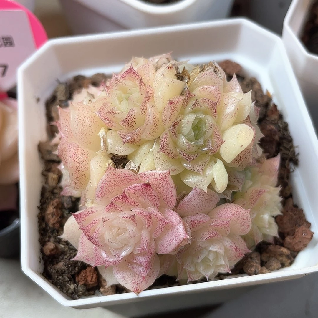 优选麦秆福利8854