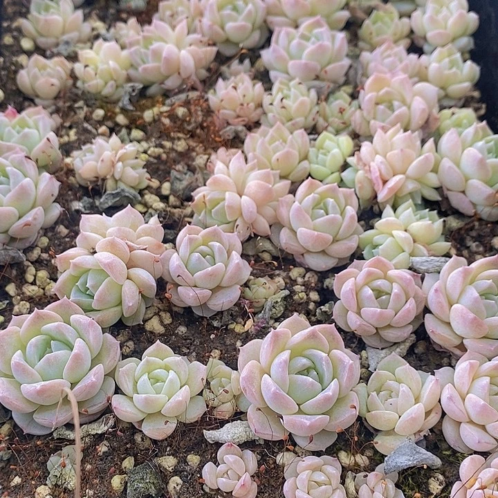 7 多肉植物盆栽花卉植物