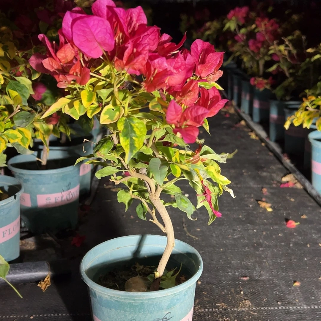 赣***姐完全开放香港丽人 1099