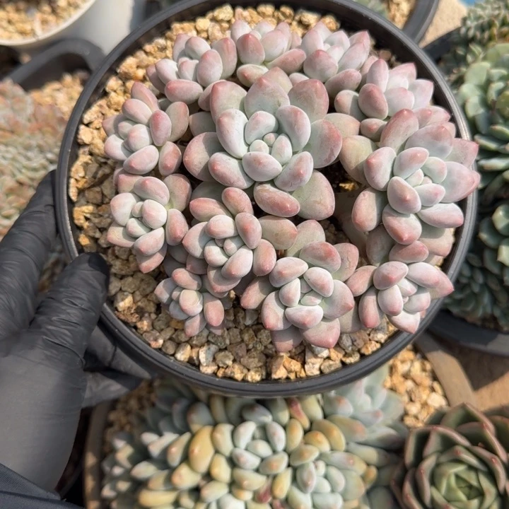 北****13厘米左右一物一拍的无砍