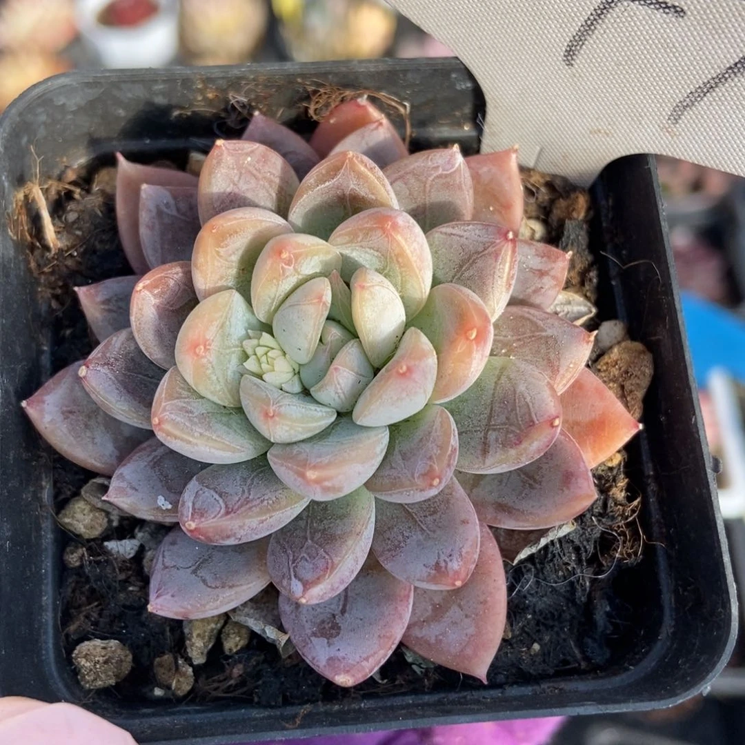 1347绿龙美人多肉植物