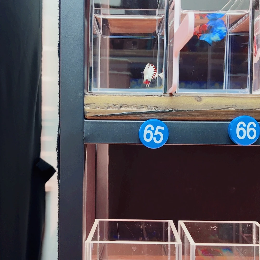 C***a海水鱼宙斯斗鱼竞拍10-05