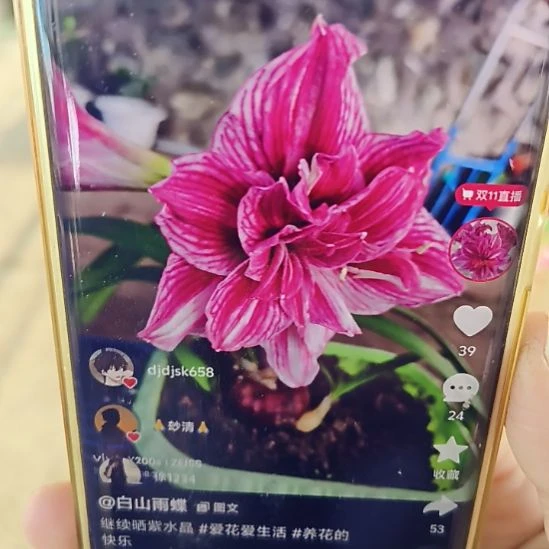 完全开放紫水晶4左右