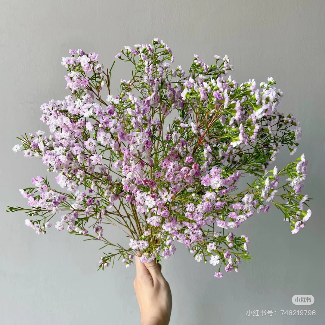 【澳洲腊梅树链接】云南产地直发 | 新鲜采摘