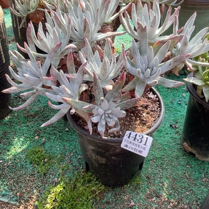 431号奥罗拉多肉植物