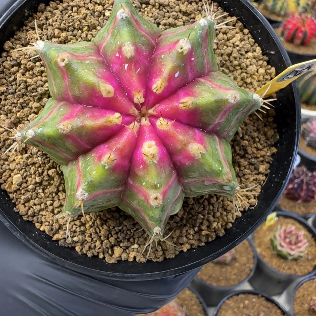 116泰系实生轮回带盆土发货