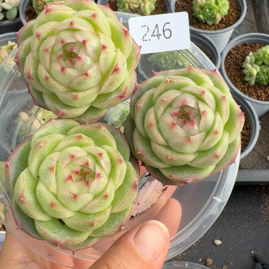 一物一拍一物一拍1030-246