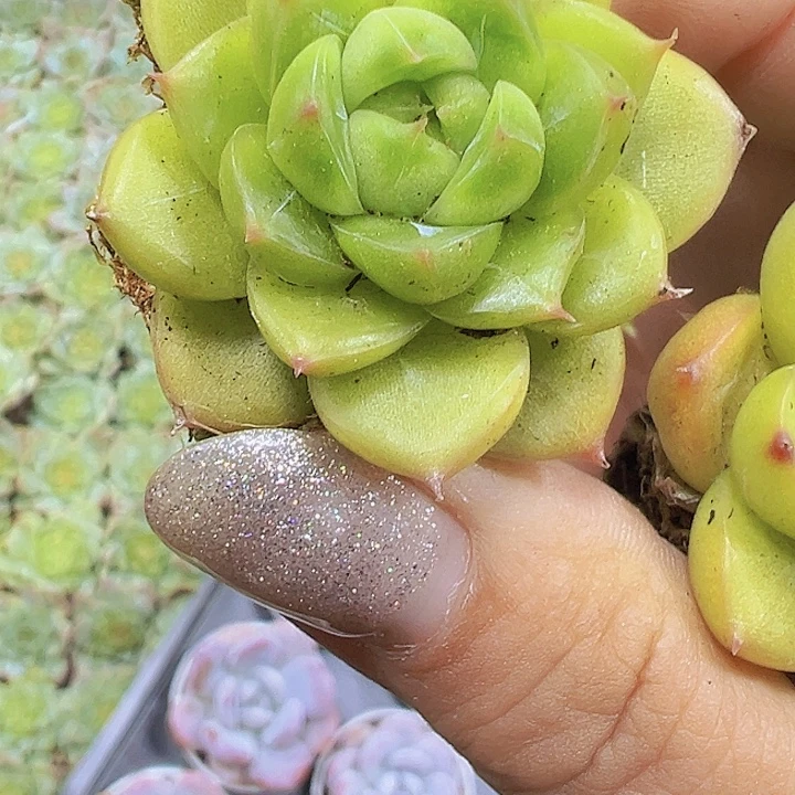 绿钻2个苗19包邮多肉植物
