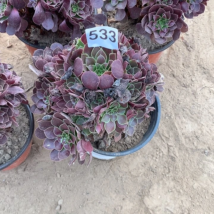 无花朵533荷兰中量拍随机发