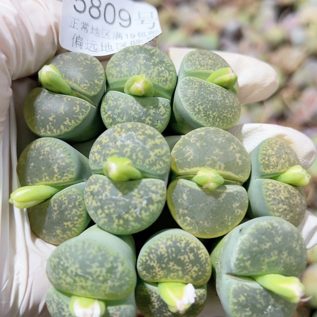 5809 好养易活生石花大母本10个2.5cm左右