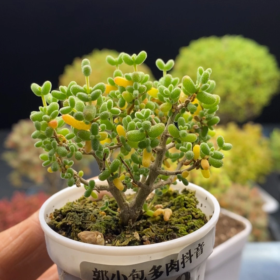 999实生葡萄米。