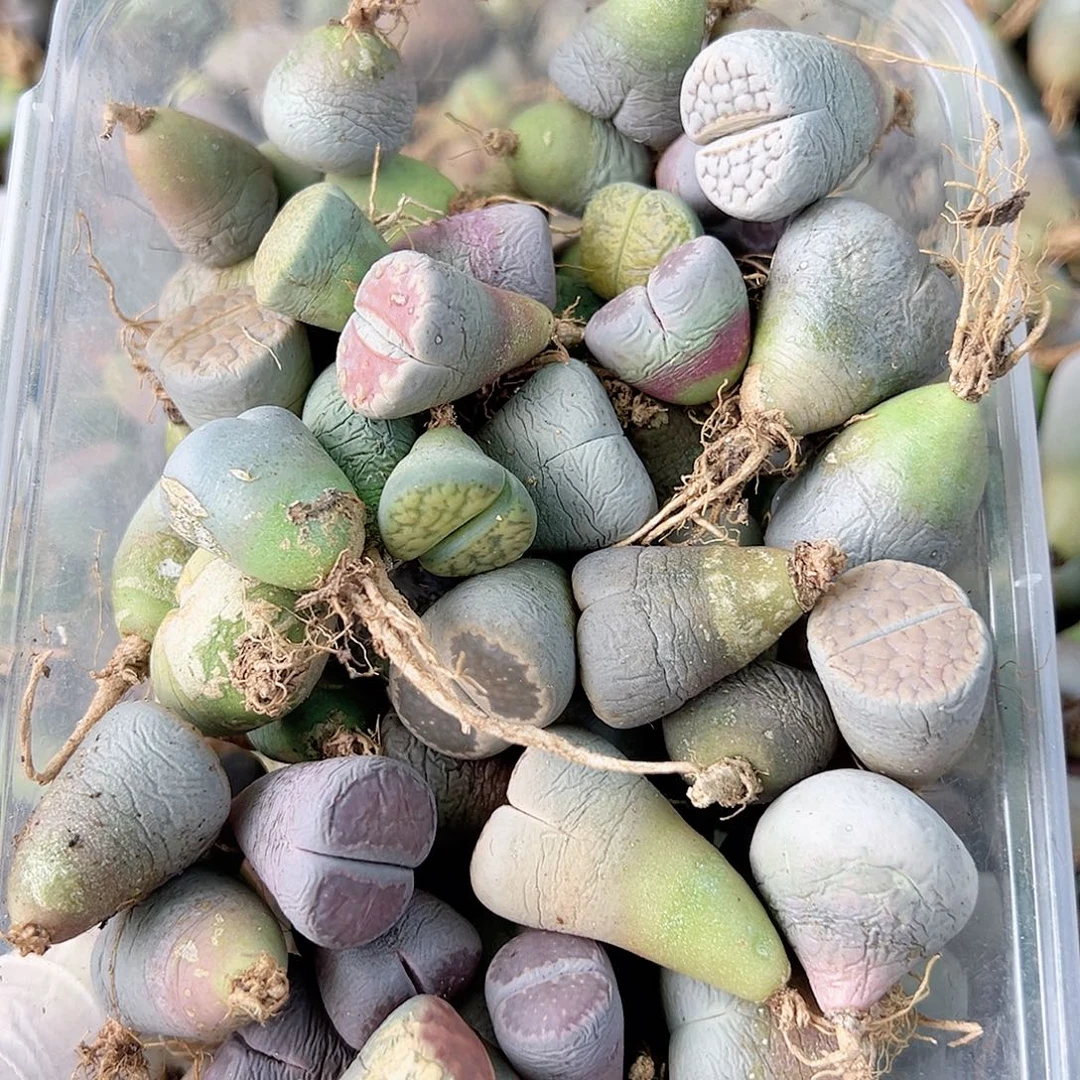 8755四年生石花大母本混合120个有大有小瑕疵如图特价处理