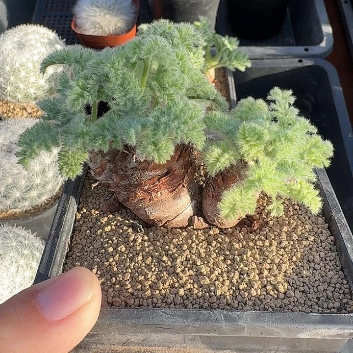 羽叶杨奎仙人球123