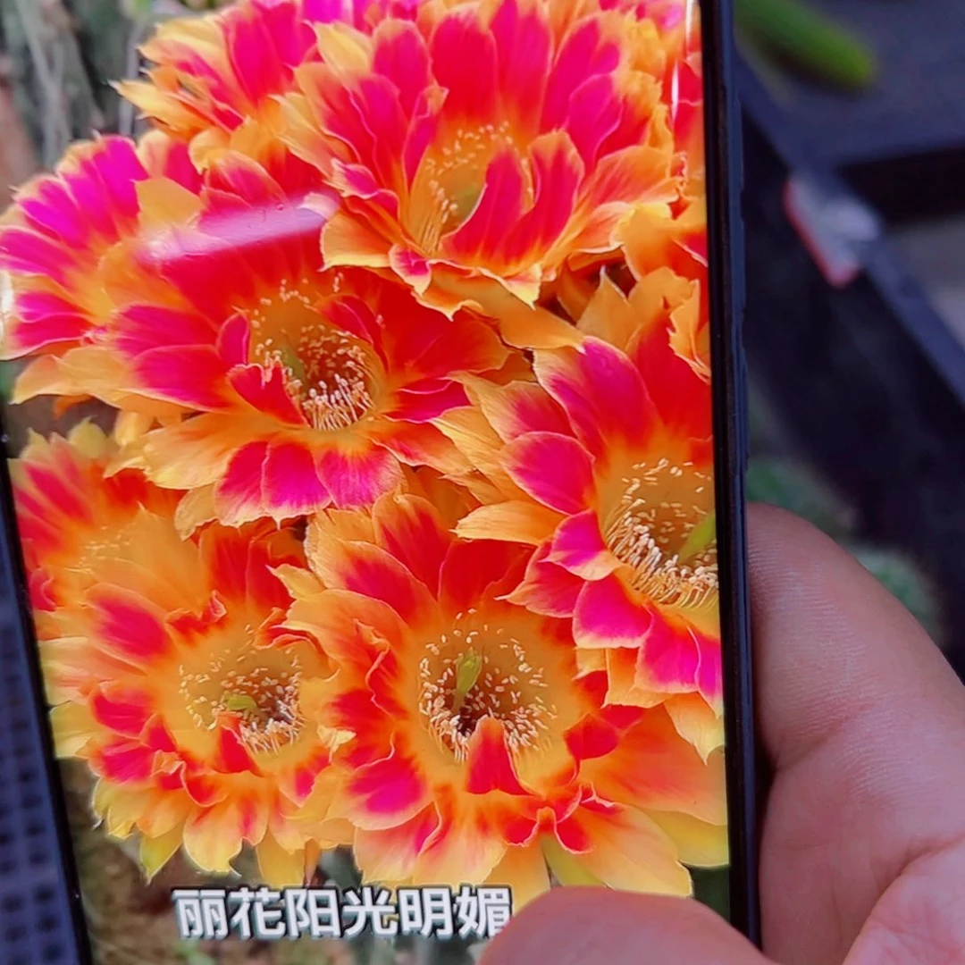 下41丽花阳光明媚歪无根侧芽3公分左右20包邮