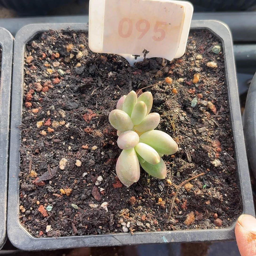 吧笔呀00000000000000