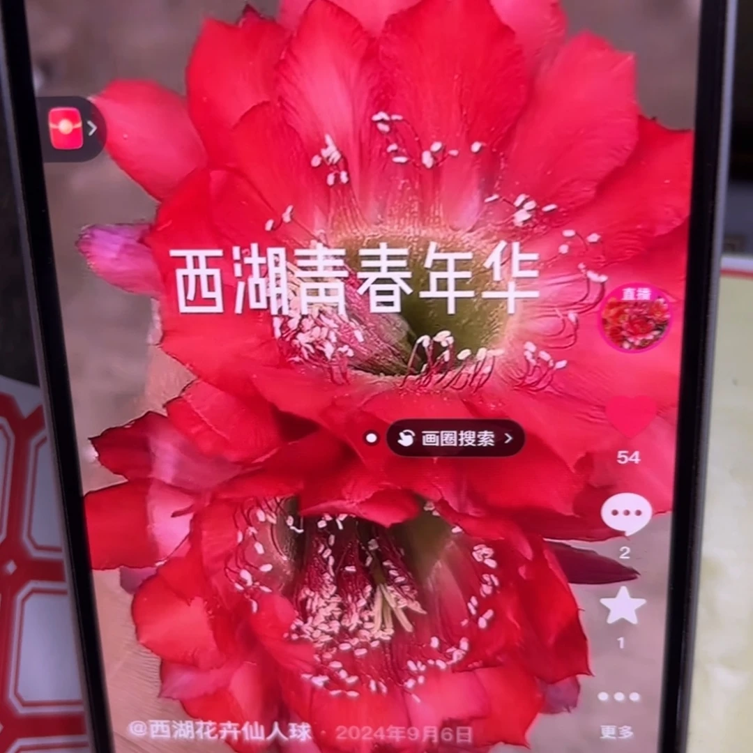 青春年华彩侧牙20包邮仙人球51