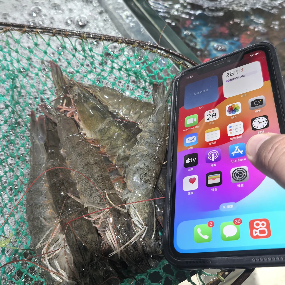 咸水虾个头大平来平走3斤68