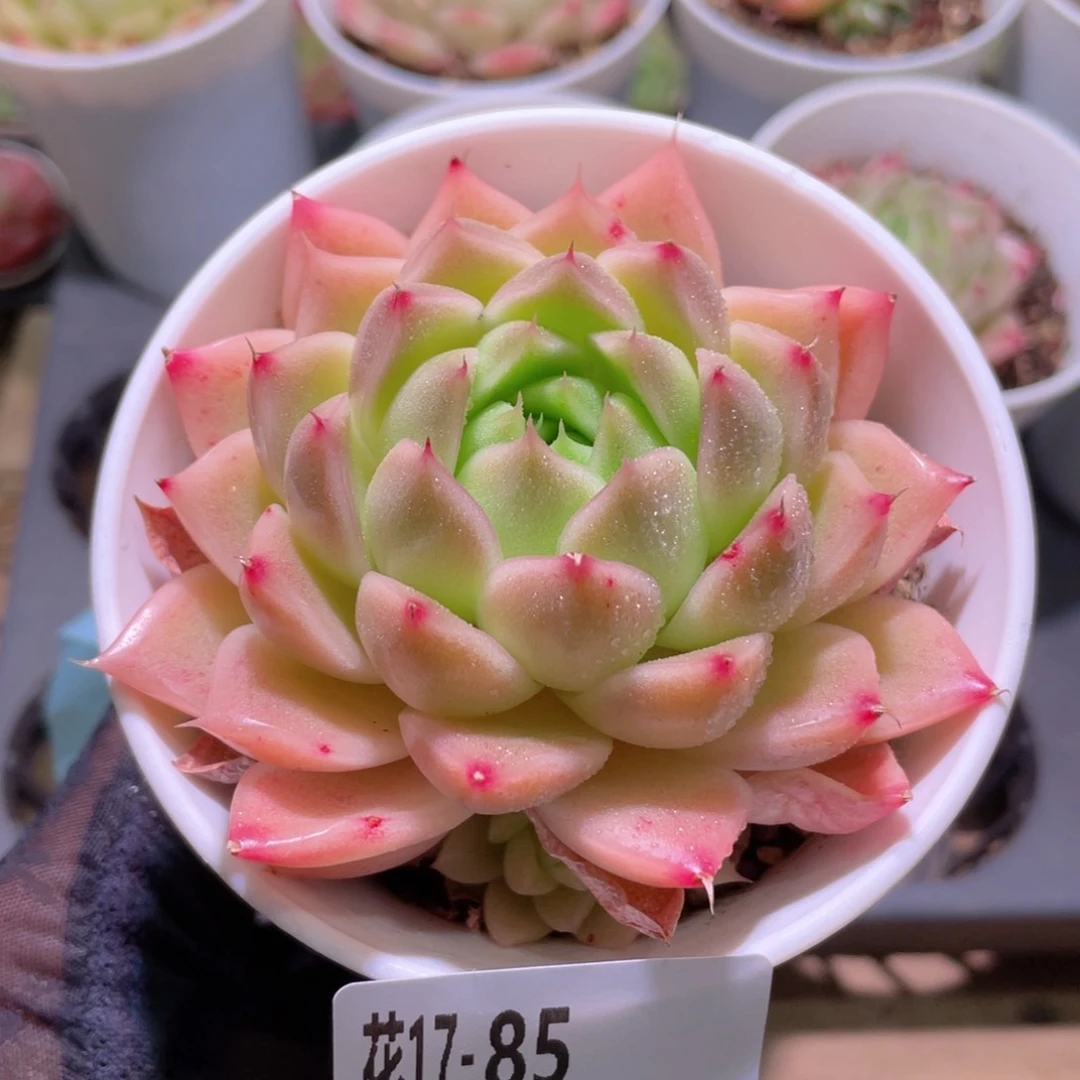 花利美17-85麦秆单头