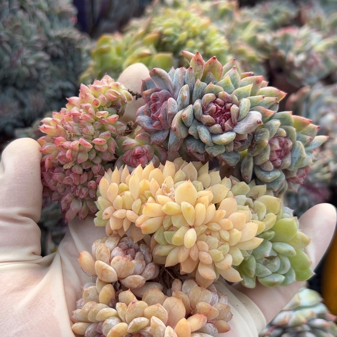 新年快乐 新年快乐