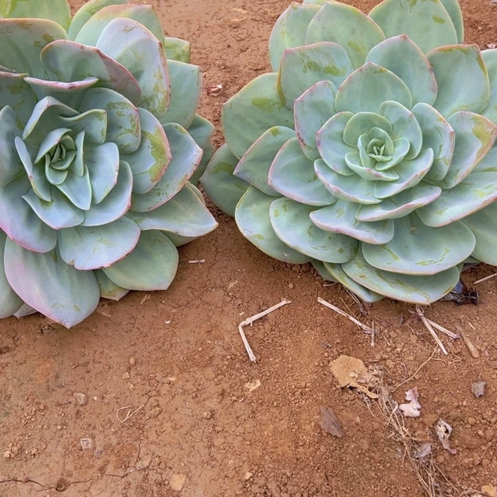 属***命地栽血凤大单头2棵（包邮不包损）