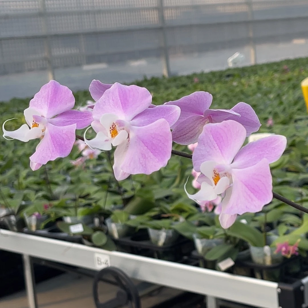 大量花朵（建议范围：8朵-15朵 或40%以上）编号1107。2314