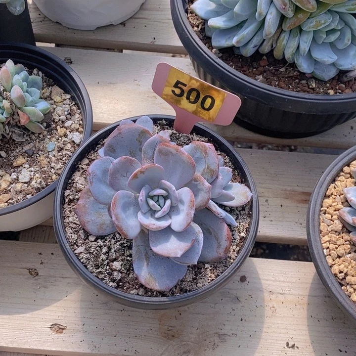 500号奶茶群111111