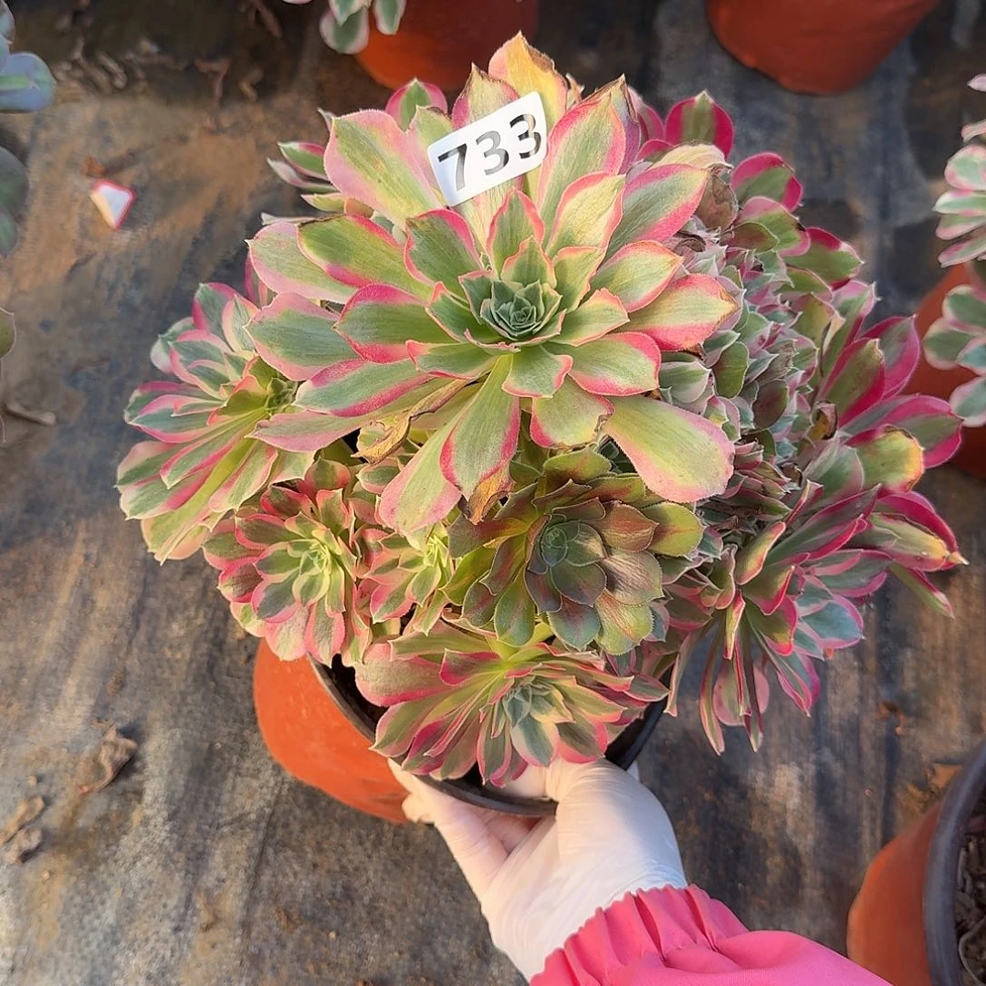 多肉植物叶罗刹733号