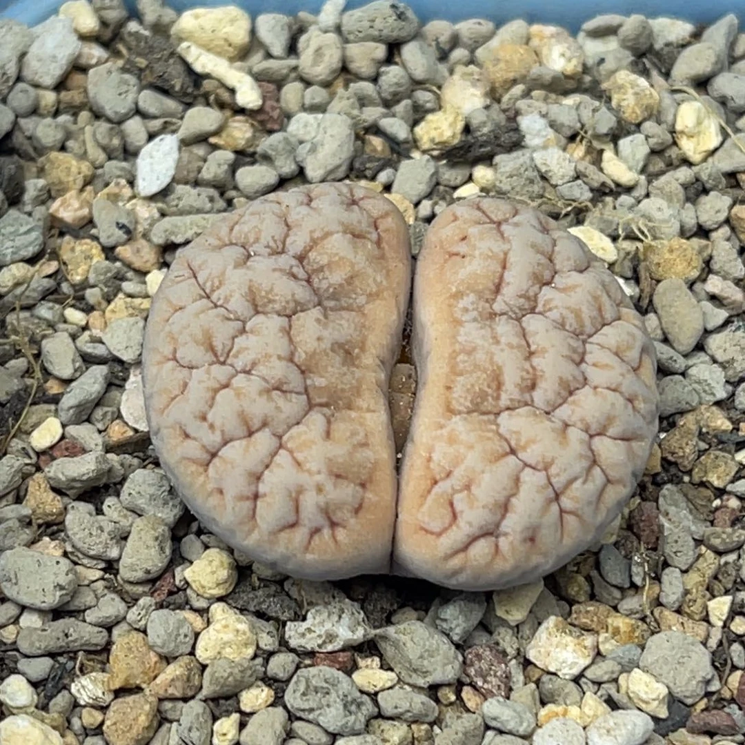 1755凹凸拿铁189一颗