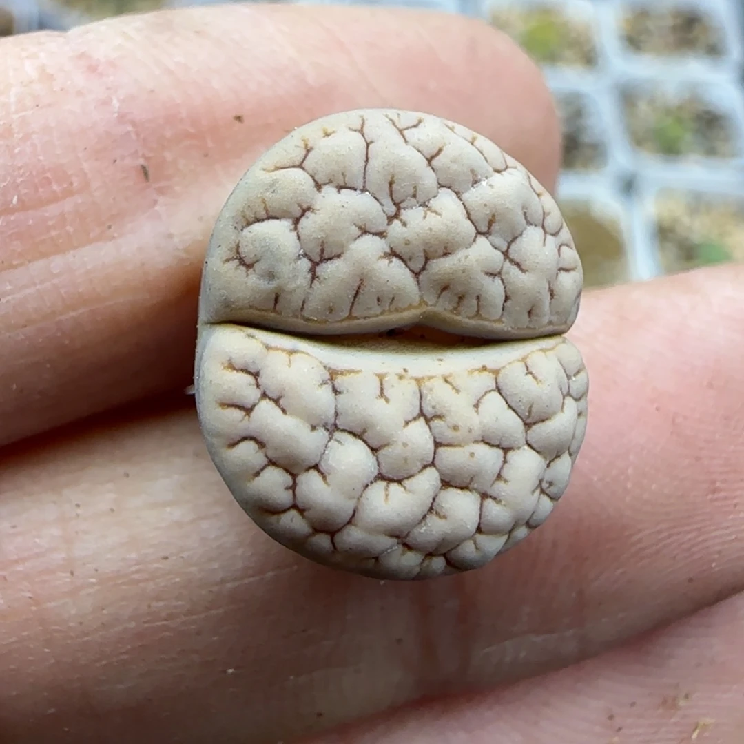 138荒189 清框福利30包邮