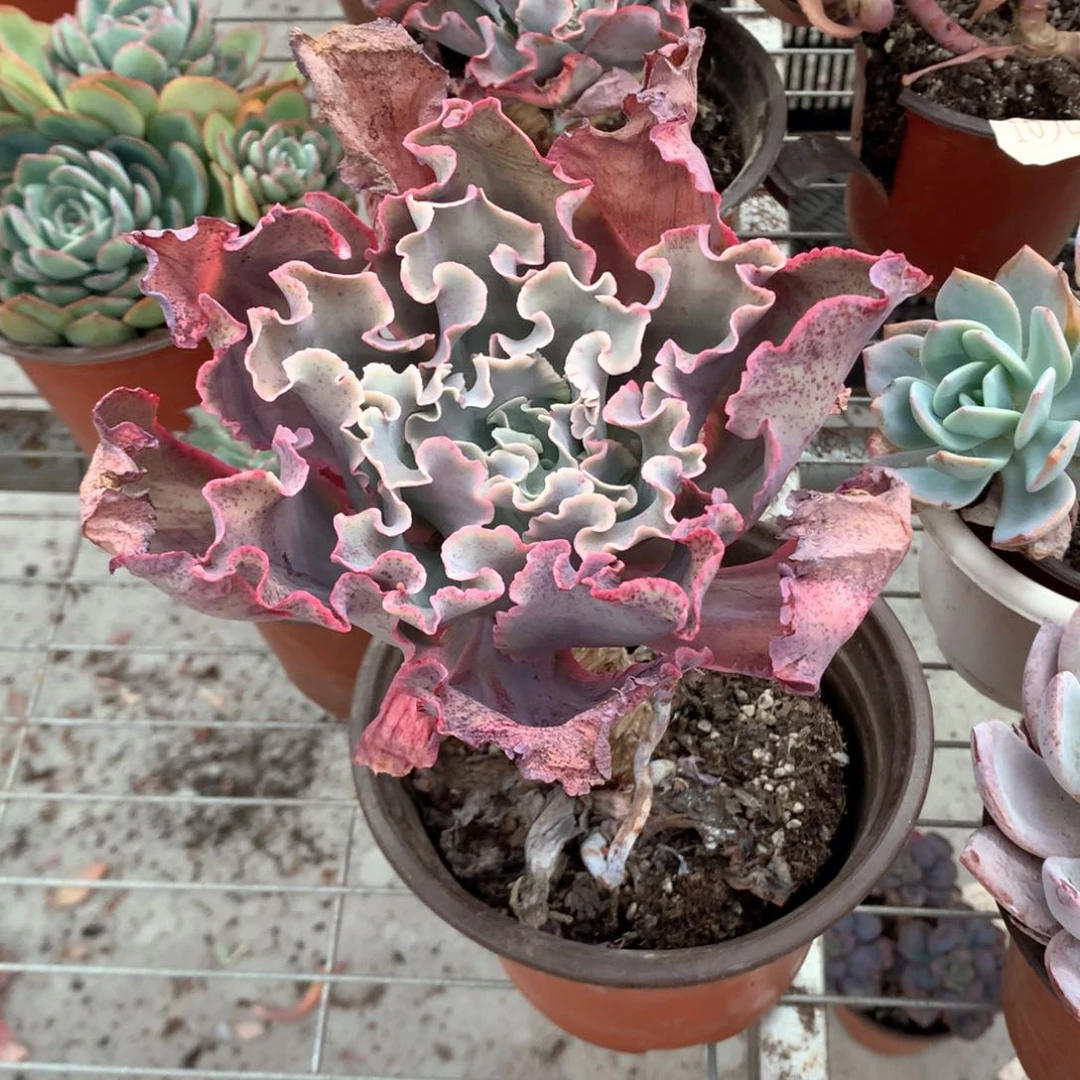 清*高沙之翁多肉植物