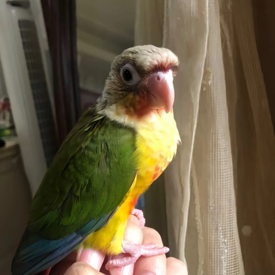 手养亲人活体鹦鹉一物一拍