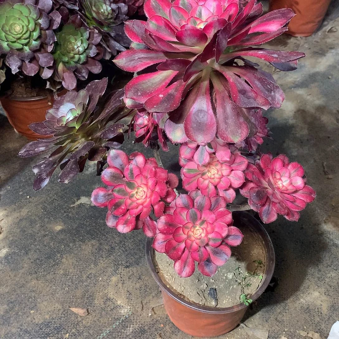 多肉多肉多肉多肉93