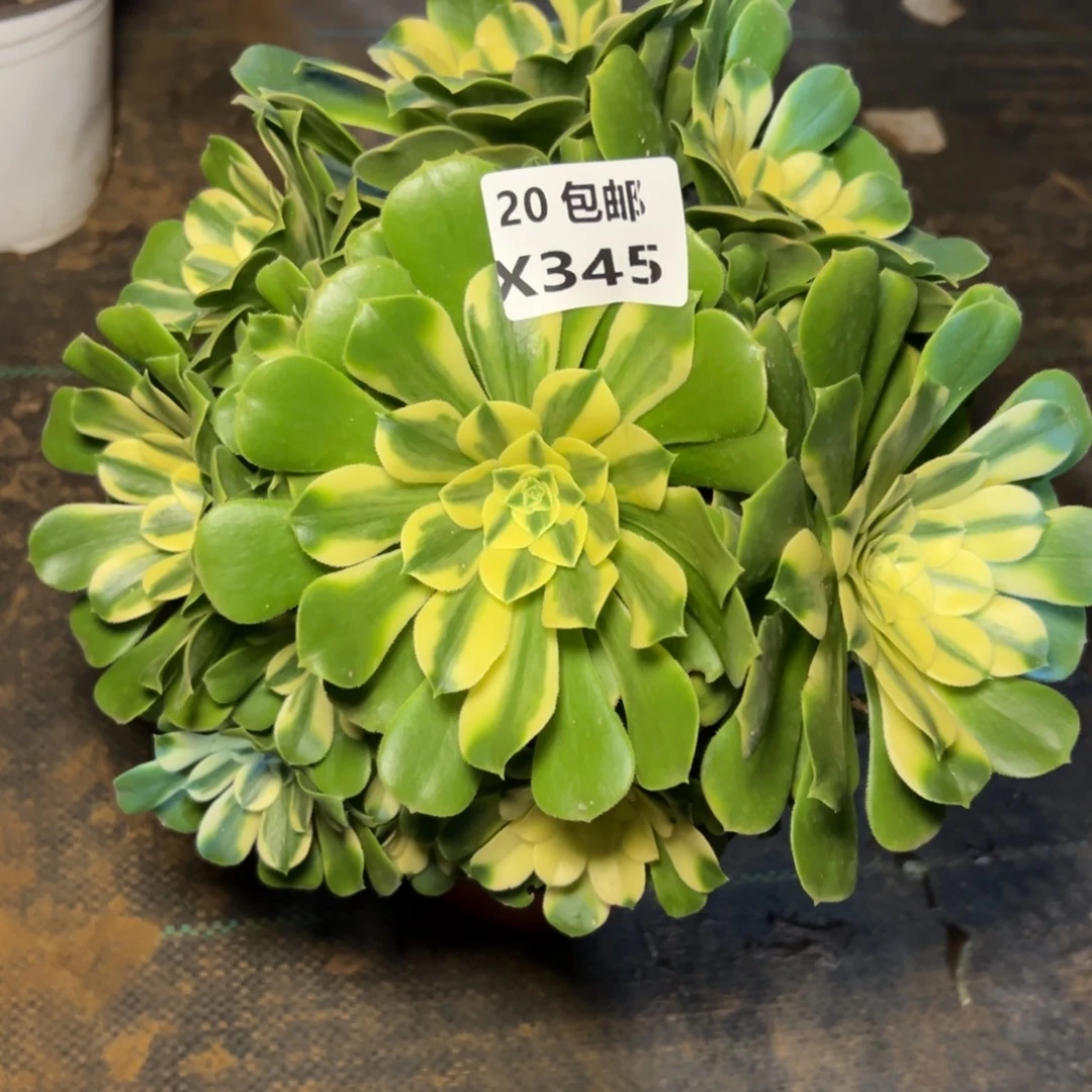 345新尼亚，满20包邮嘟叮熊