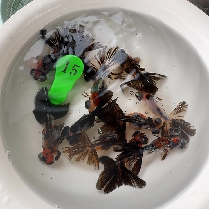 金鱼包邮包活到家