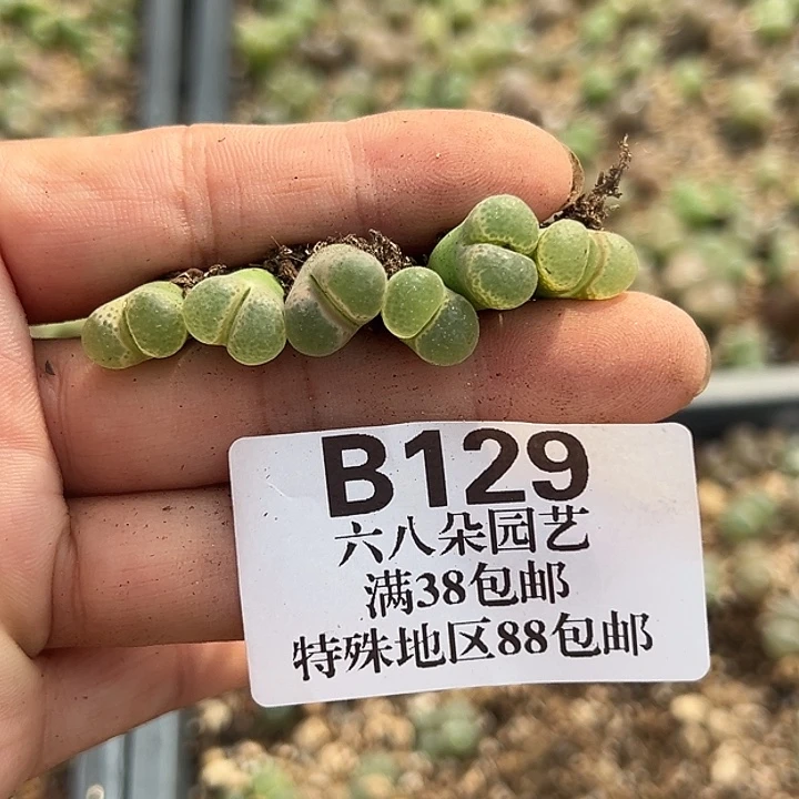 无花朵129号风铃6个