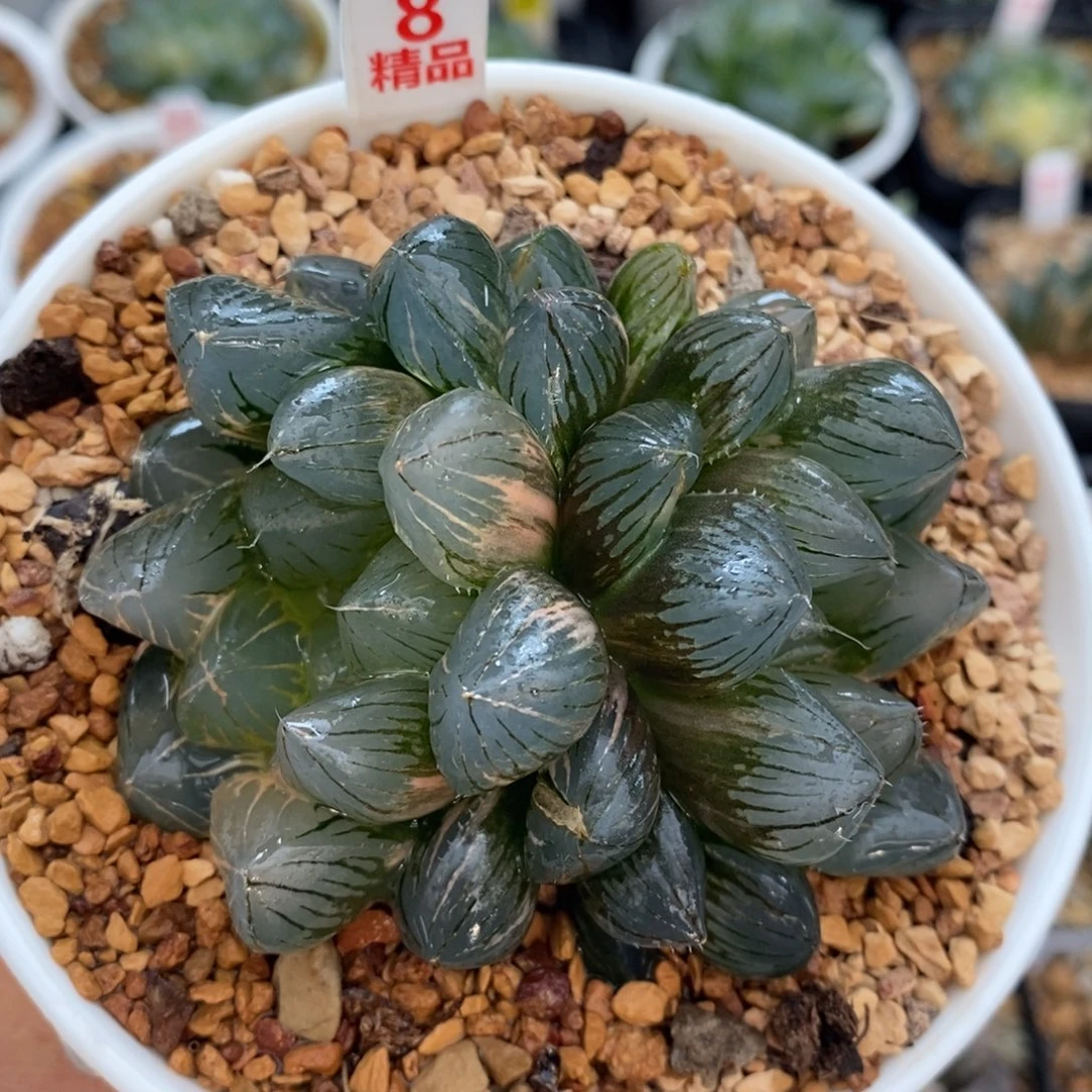 不开花植物8龙爪双头