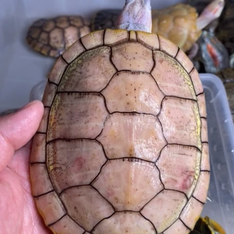 绿毛龟母卡卡公一个