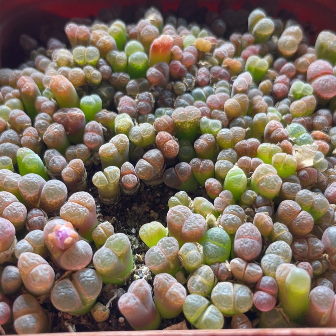 五彩风铃一物一拍～2