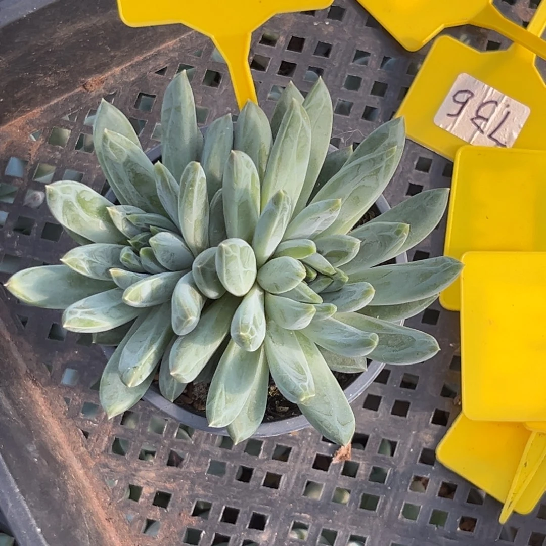 多肉植物雪花美人509